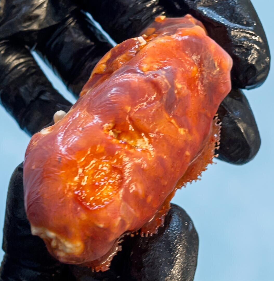 Eine Person mit schwarzen Handschuhen hält ein leuchtend orangefarbenes, ovales Meerestier mit einer glatten, glänzenden Oberfläche und kleinen weißen Noppen – möglicherweise eine Seescheide oder ein Manteltier – vor einem verschwommenen blauen Hintergrund.